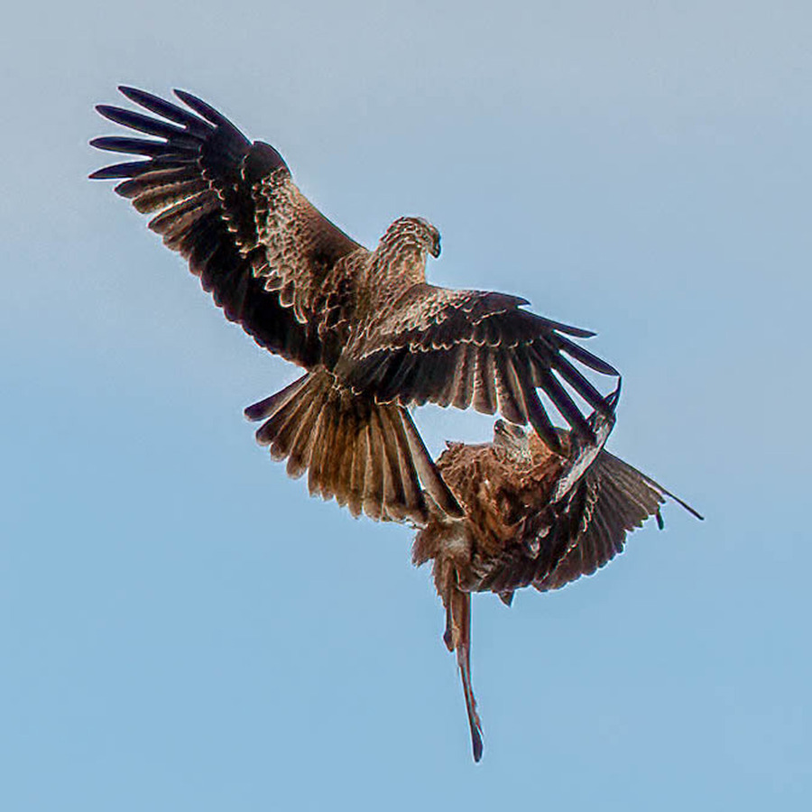 25 Kite fight